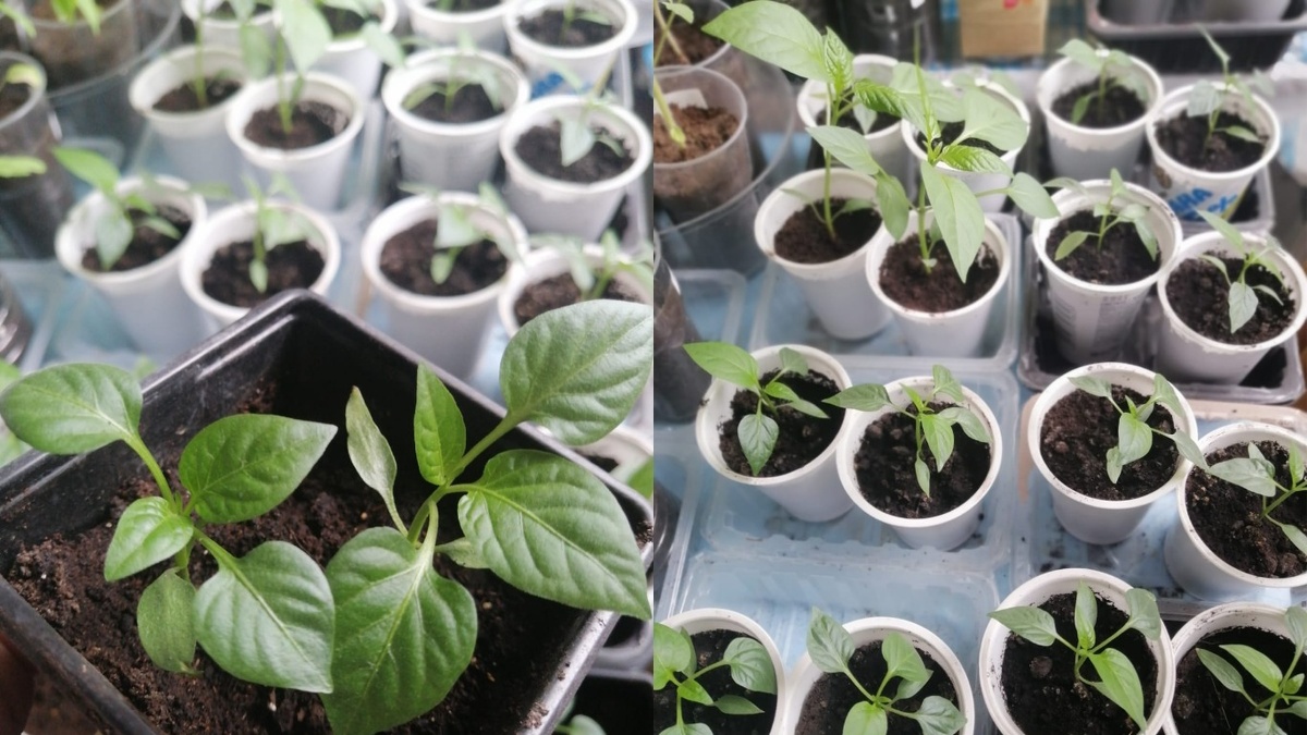 Через 3 недели после посева — 8 всходов из 20 семян, остальные не взошли