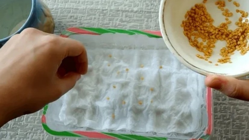 Прорастил сладкий перец на мокрой ткани за 7 дней. Способ работает