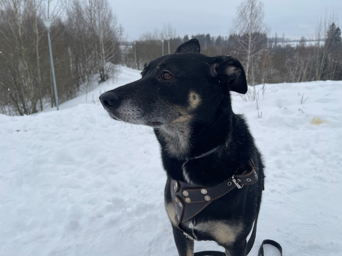 Это я гуляю по снегу. Если он есть везде и я мало гулял, то мне могут просто хорошо вытереть лапки. Без мытья 😊