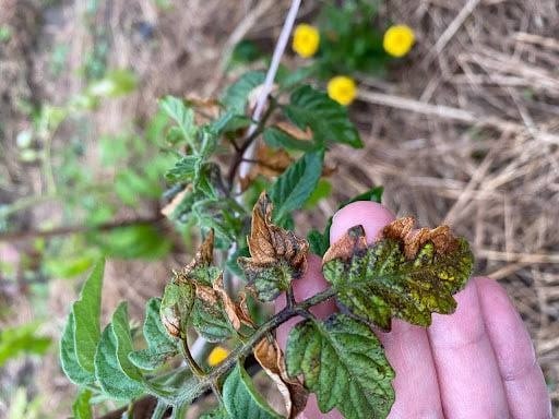 фото из чата Дачного агронома