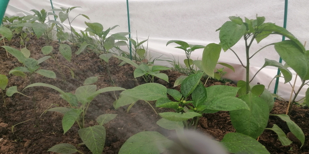 Сажаю сладкий перец 5 схемами — урожай различается в 4 раза. Показываю