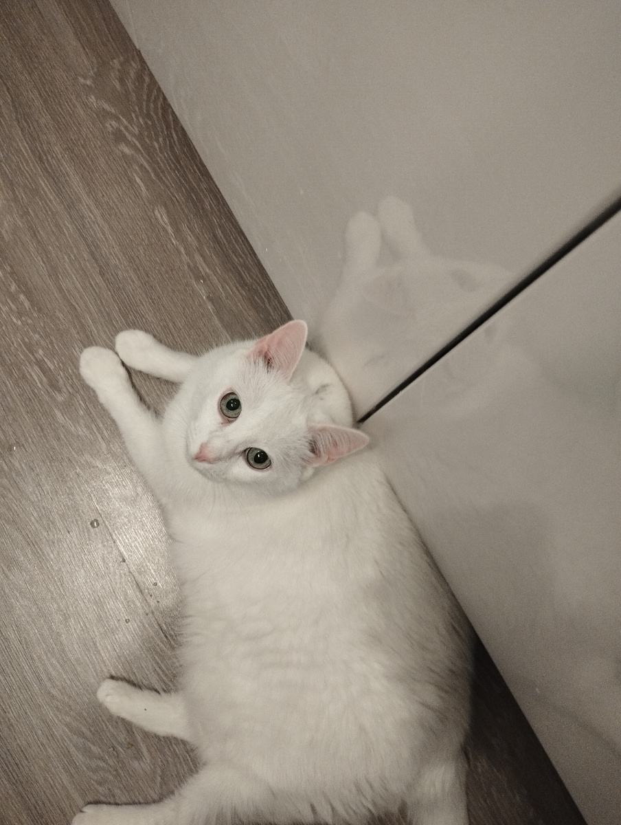 Алиса тоже поздравляет всех с днём Кошек ,:)