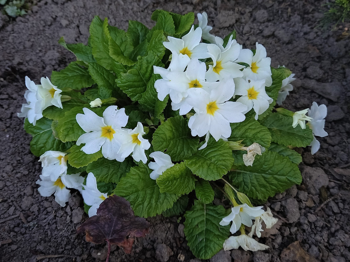 Примула Юлии Sneeuwwitje