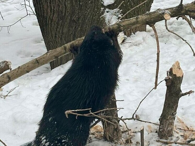     Фото: телеграм-канал "Каждой твари по паре" / Юлия Мариничева