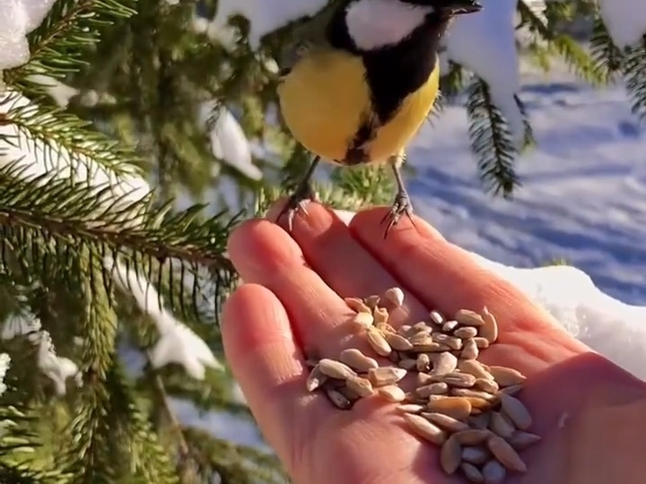 Весна – это время обновления и возрождения природы, и наши цветы, как никто другой, способны передать всю прелесть этого удивительного