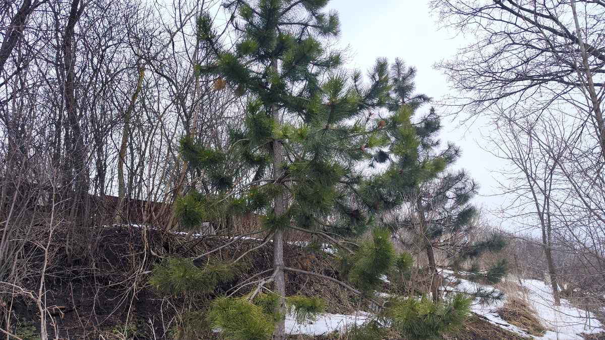 Наши красавицы Крымские сосны 