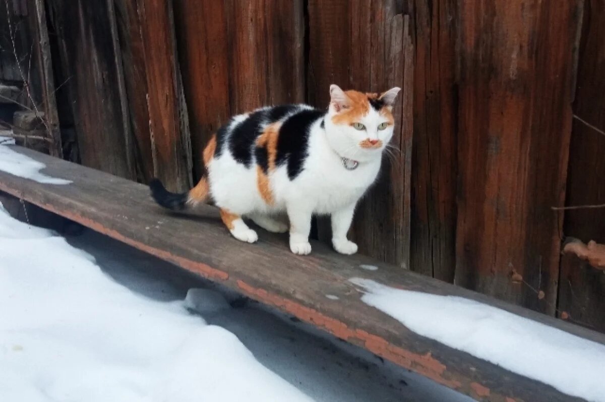    Небольшой снег ожидается местами в Забайкалье 2 марта