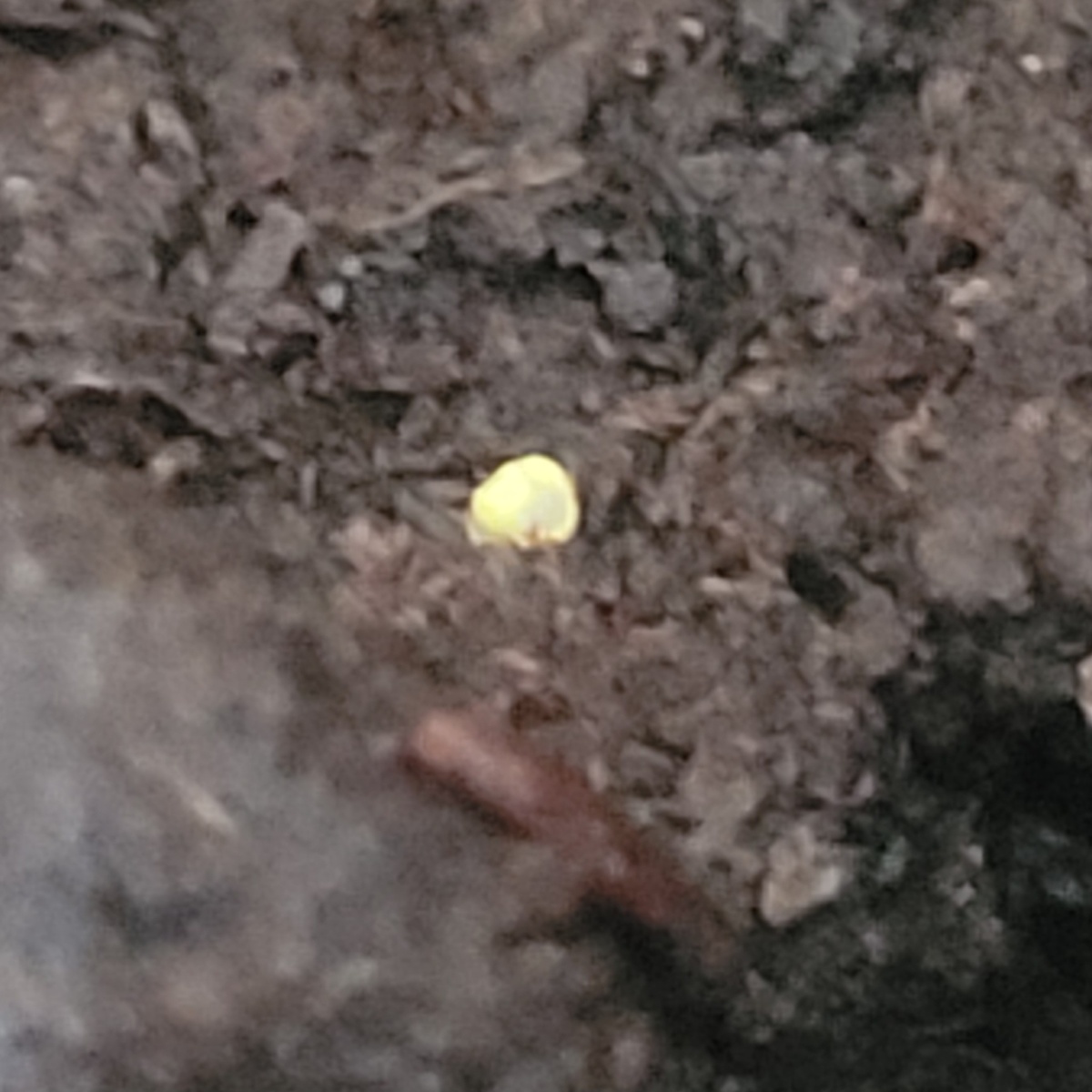 Семя бегонии.