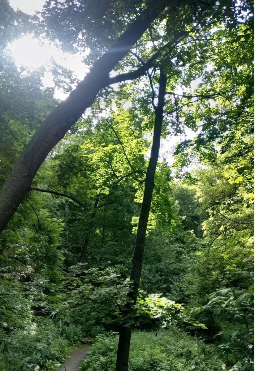 Воронежская нагорная дубрава