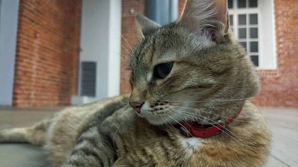 Это Арсения — кошка, курсирующая по нижегородскому кремлю с сентября 2018 года. Она пришла в Арсенал во время фестиваля «Вазари» и оказалась беременна. Пятерых котят забрали посетители музея, а кошку стерилизовали.📷Фото: Арсенал