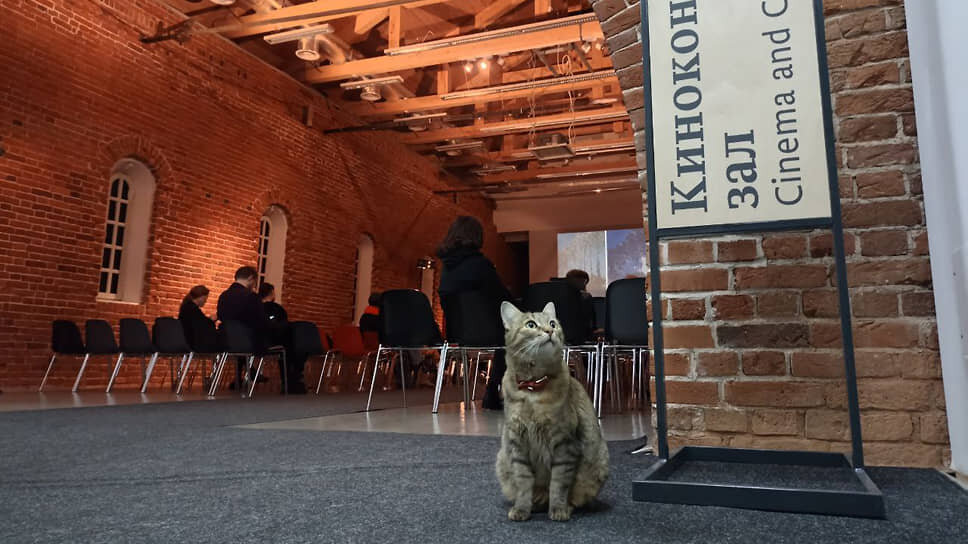 Арсения вхожа во многие кремлевские учреждения и органы власти и, по словам сотрудников музея, чувствует себя здесь хозяйкой и старается не пропускать лекции, концерты и выставки. Нрав у кошки гордый и независимый. Очень любит людей, но фамильярного обращения с собой не терпит. Взять ее на руки почти невозможно.📷Фото: Арсенал