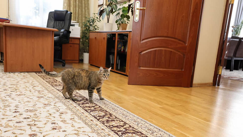 В заксобрании Арсению знают под именем Муся. Гостеприимный кабинет спикера Евгения Люлина открыт для всех: утром может зайти министр или губернатор, а вечером — кошка-смотрительница.📷Фото: законодательное собрание Нижегородской области