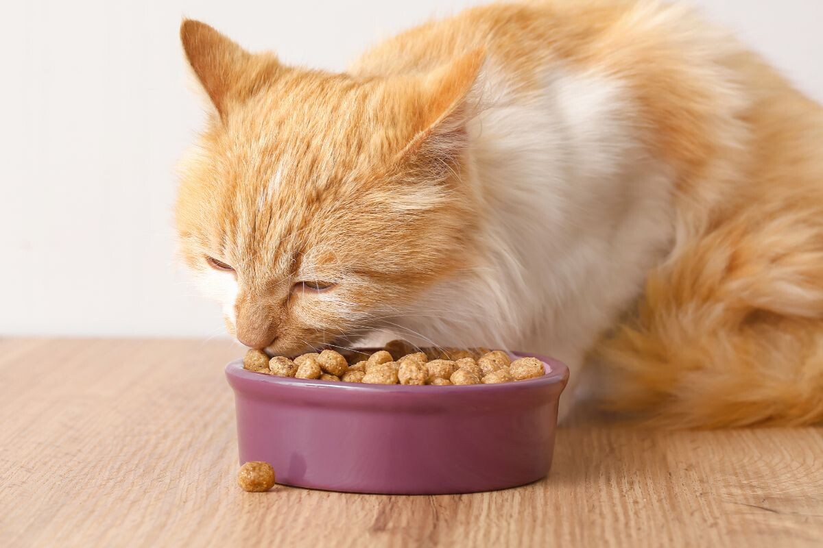 Кошка ест корм 