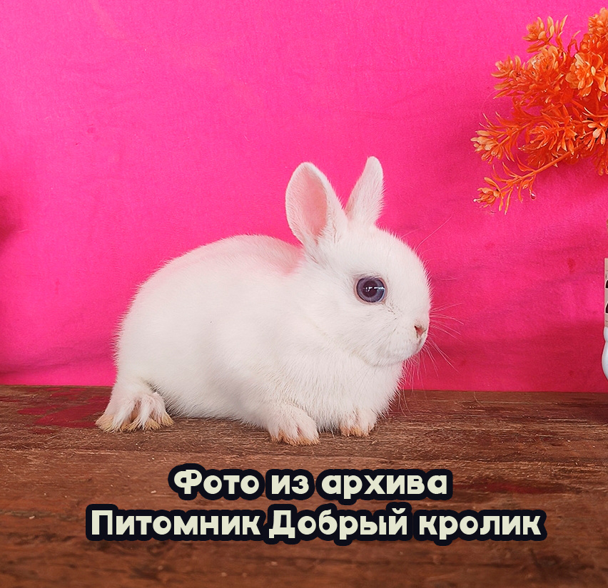 Купить_кролика_Тамбов