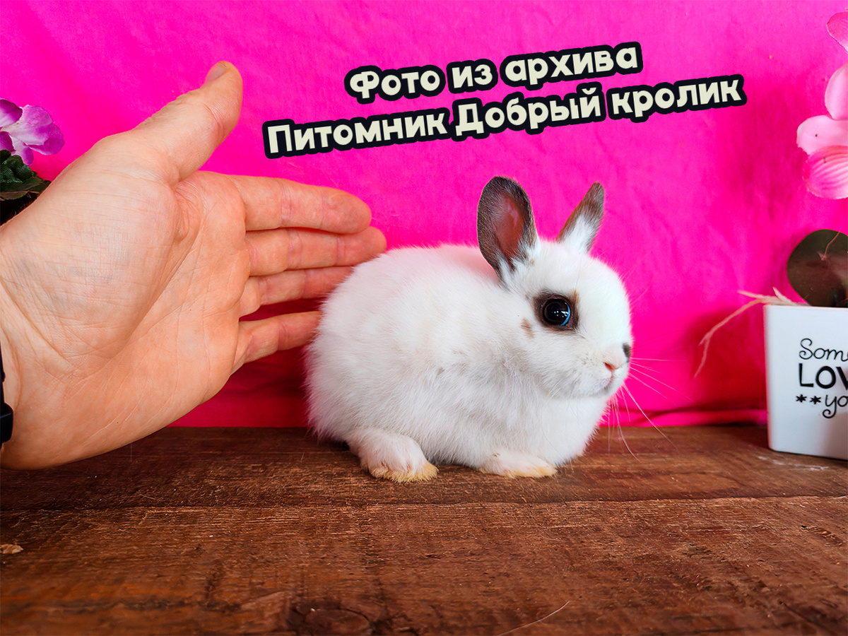 Тамбов_декоративный_кролик