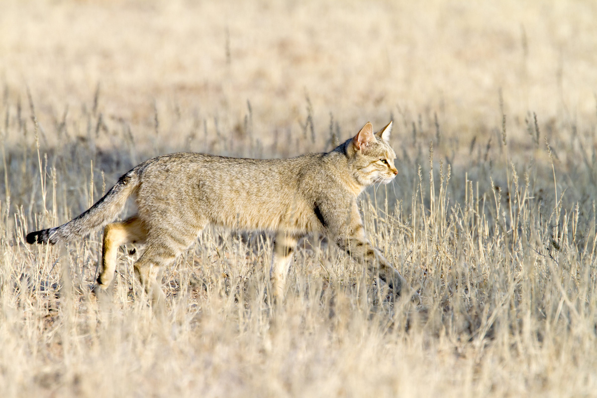 Степной кот. Felis silvestris lybica.