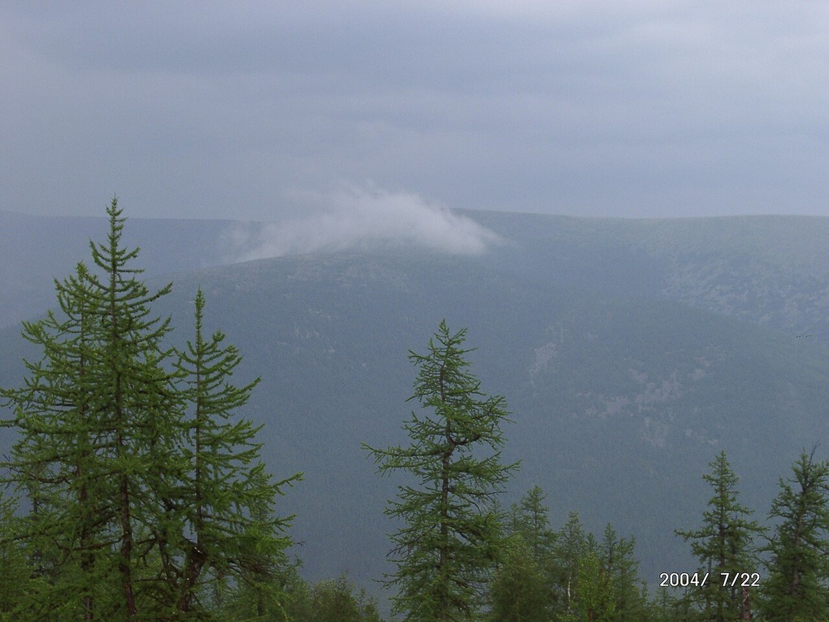    Сибирская лиственница в Ханты-Мансийском автономном округе