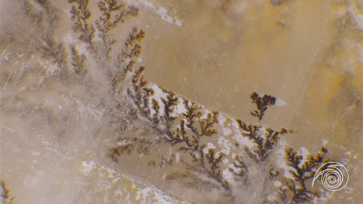 Дендиты в халцедоне увеличение х70 (фото автора)