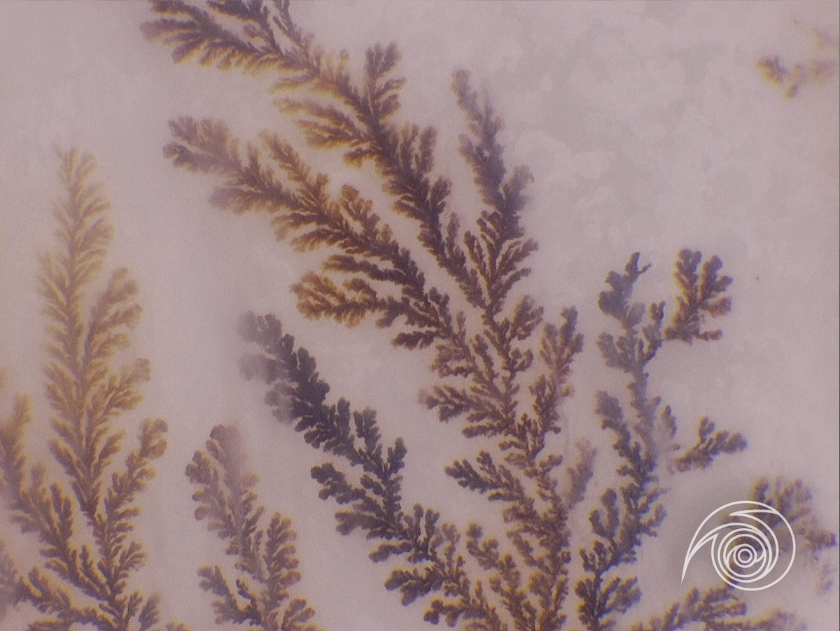 Дендиты в халцедоне увеличение х100 (фото автора)