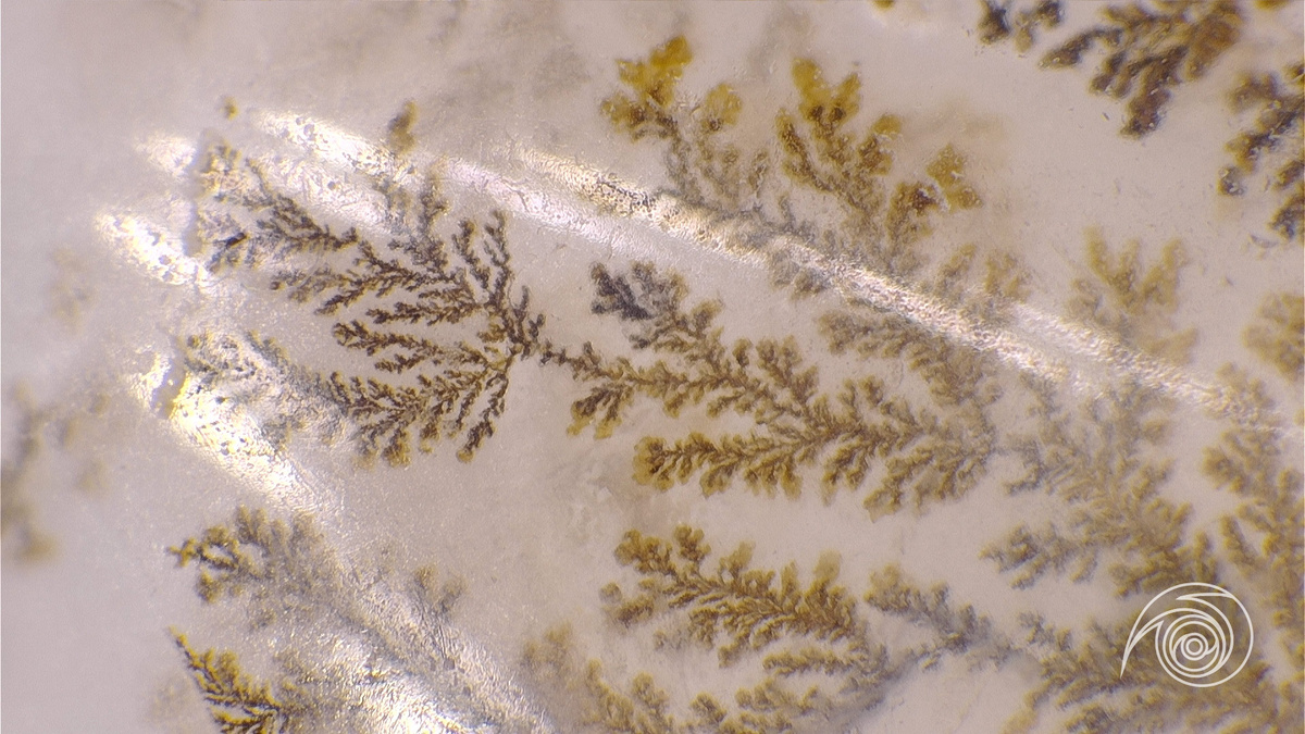 Дендиты в халцедоне увеличение х70 (фото автора)