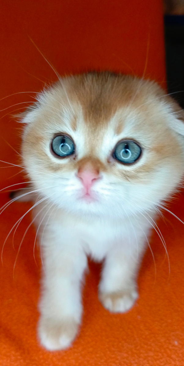 Соловушка для Вас!