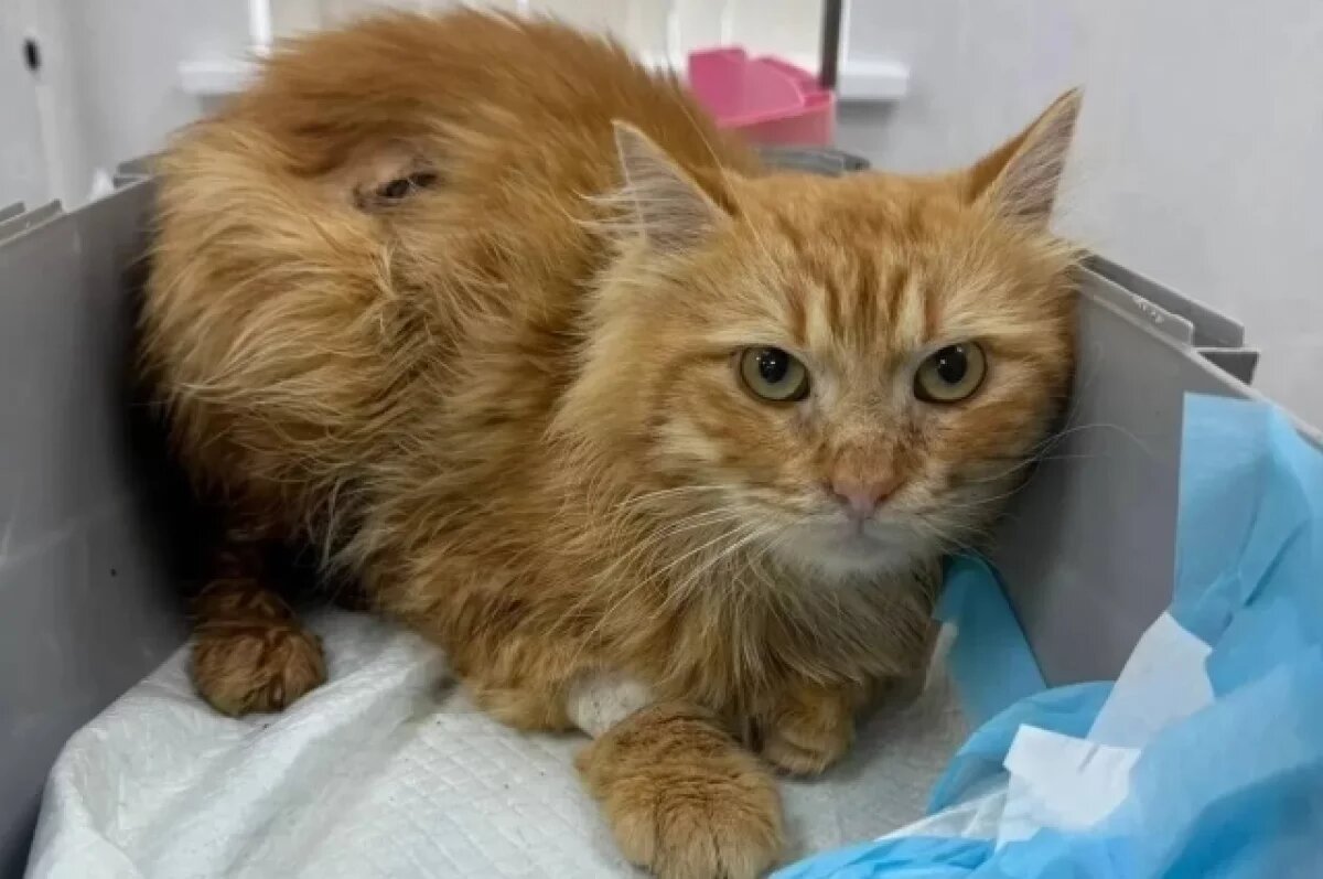    Губернатор Севастополя рассказал о спасении ветеринарами кота Рыжика