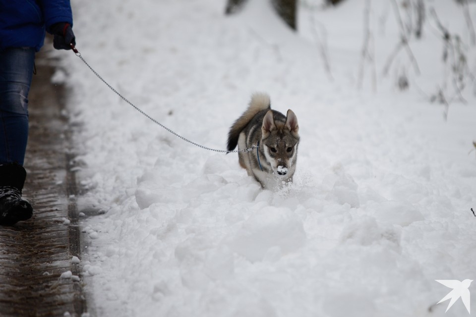    Предположительно, мужчина пострадал из-за снега, отравленного догхантерами Дмитрий АХМАДУЛЛИН