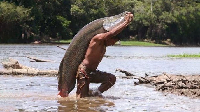 Арапайма: Рыба, которая выдерживает выстрел из дробовика. Её чешуя подобна стали