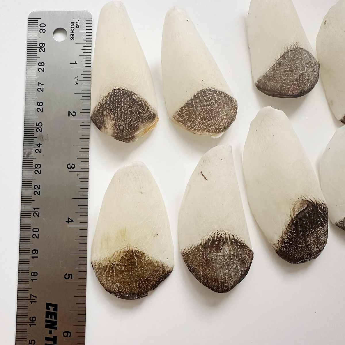 Длина чешуйки арапаймы может достигать 10 сантиметров!