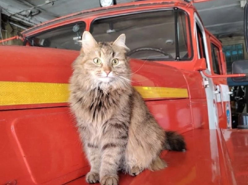    В 2024 году еще котенком Мусю достали из горящего заброшенного здания на проспекте Гагарина