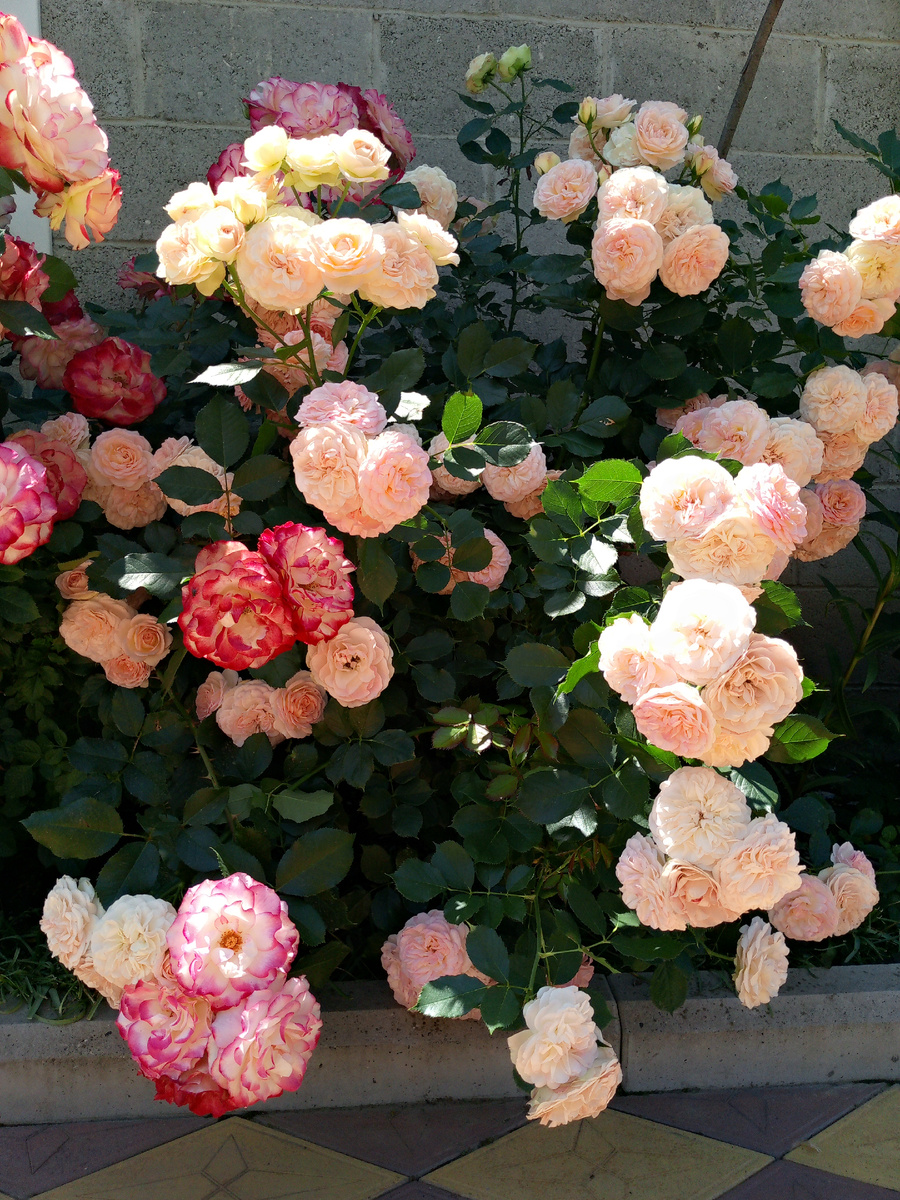 "Пастелла" справа. Слева кусочек розы "Юбилей принца Монако". Июнь первая волна цветения.