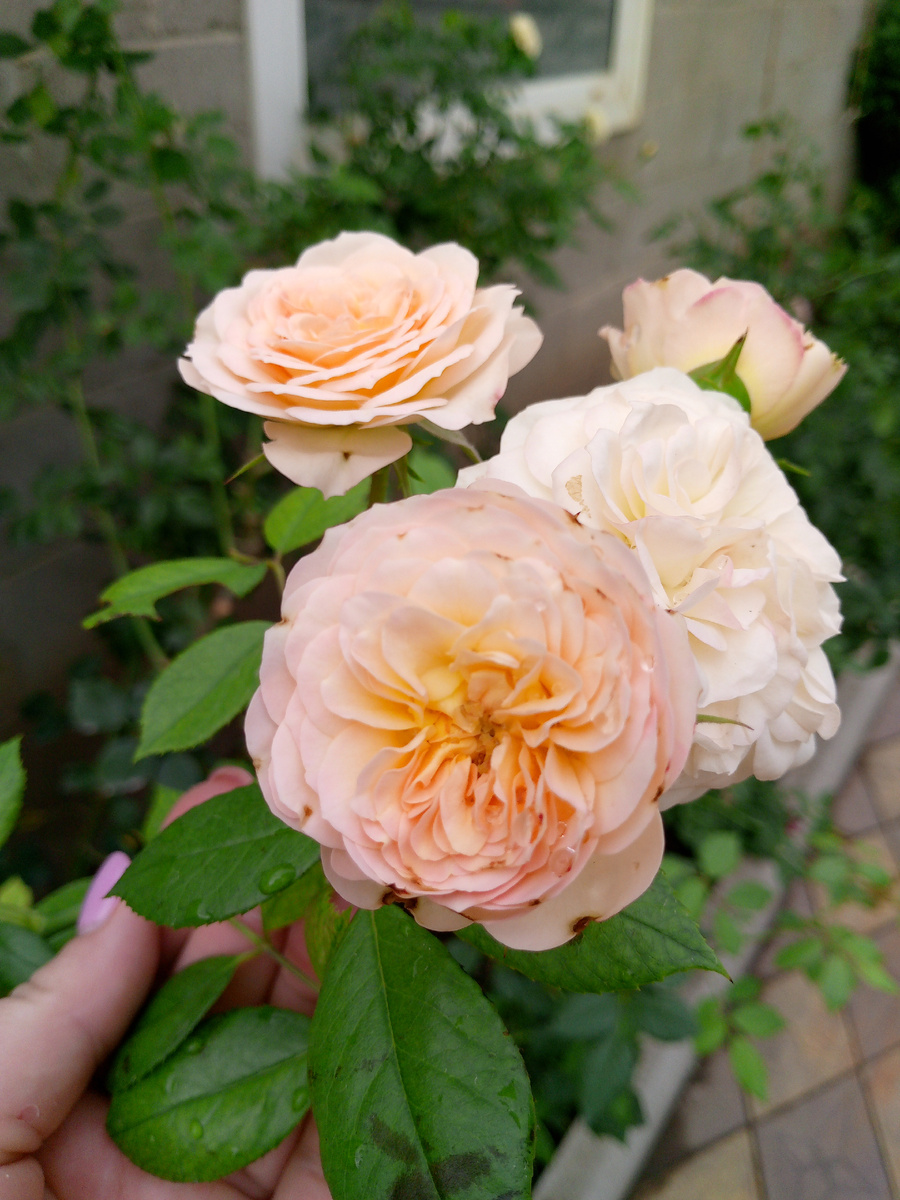 "Пастелла" начало цветения. Лето.