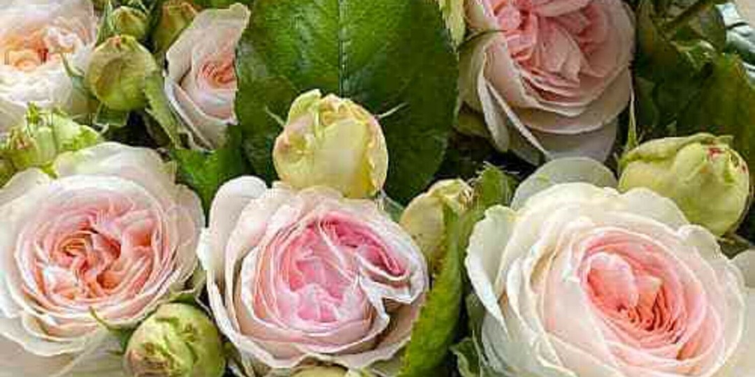 Удивительные розы в постельных тонах:"Лорена Самерхауз", "Герцогиня Кристиана", "Пастелла".