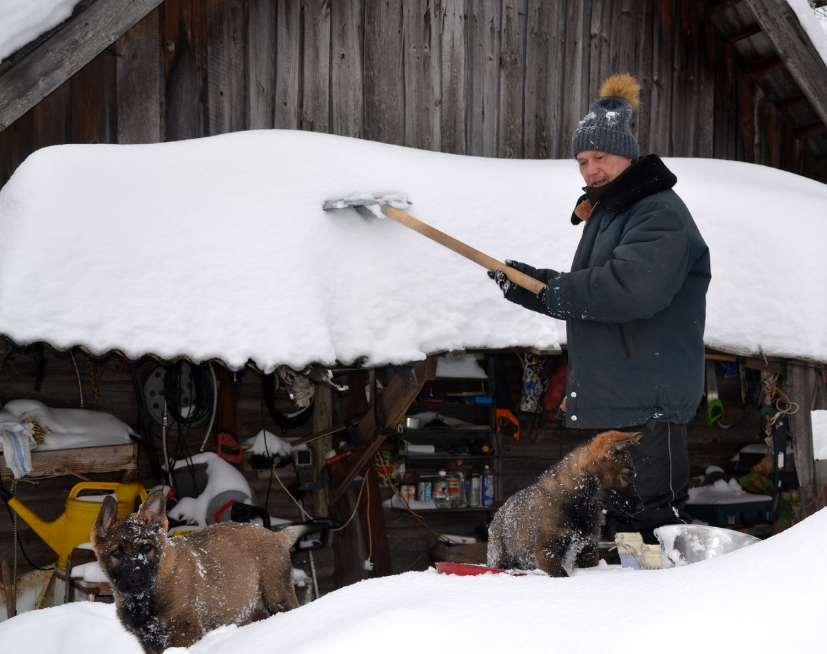 Рядом помощники - щенки немецкой овчарки