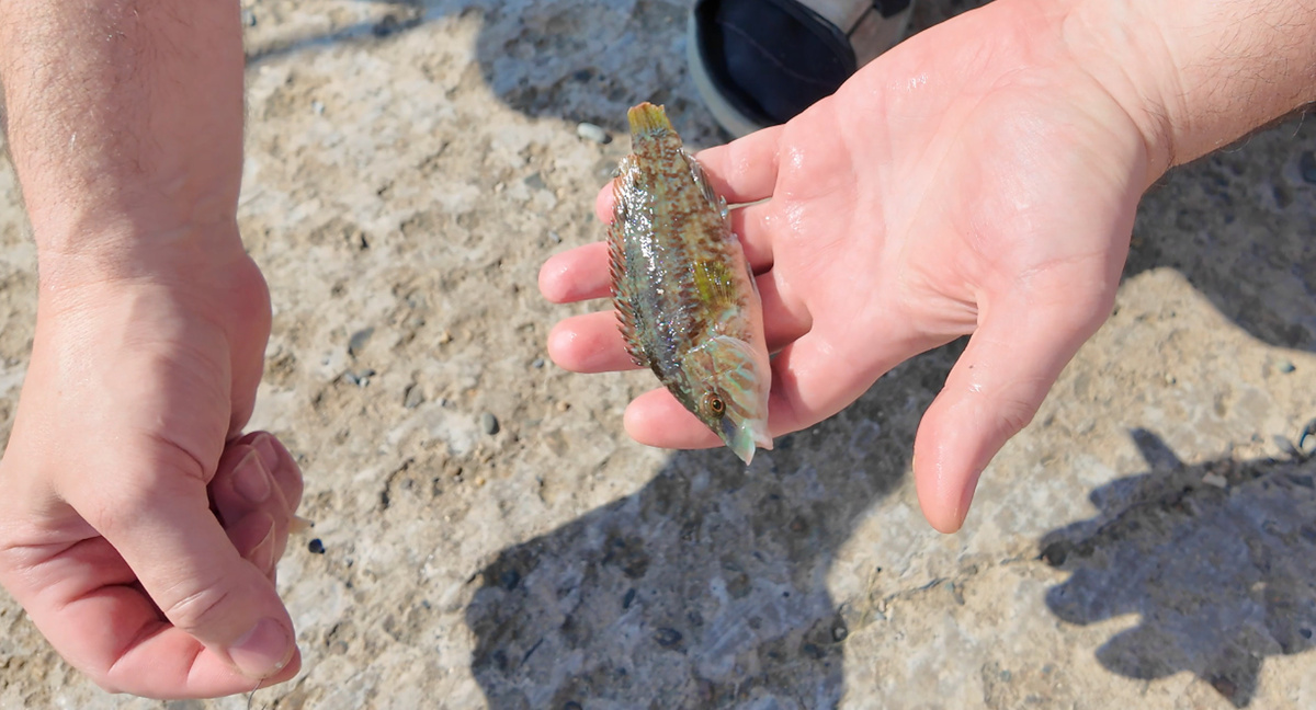 "Агатовая рыбка" - точного названия не знаю. Рыбалка пляж Мамайка Сочи