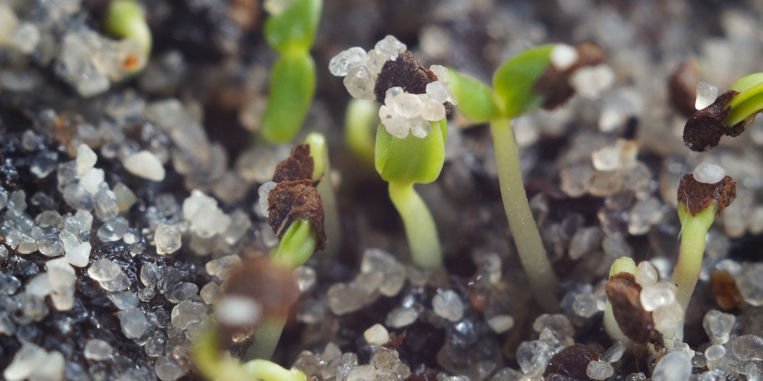 Важный ингредиент, который спасает мою рассаду + обзор моих всходов