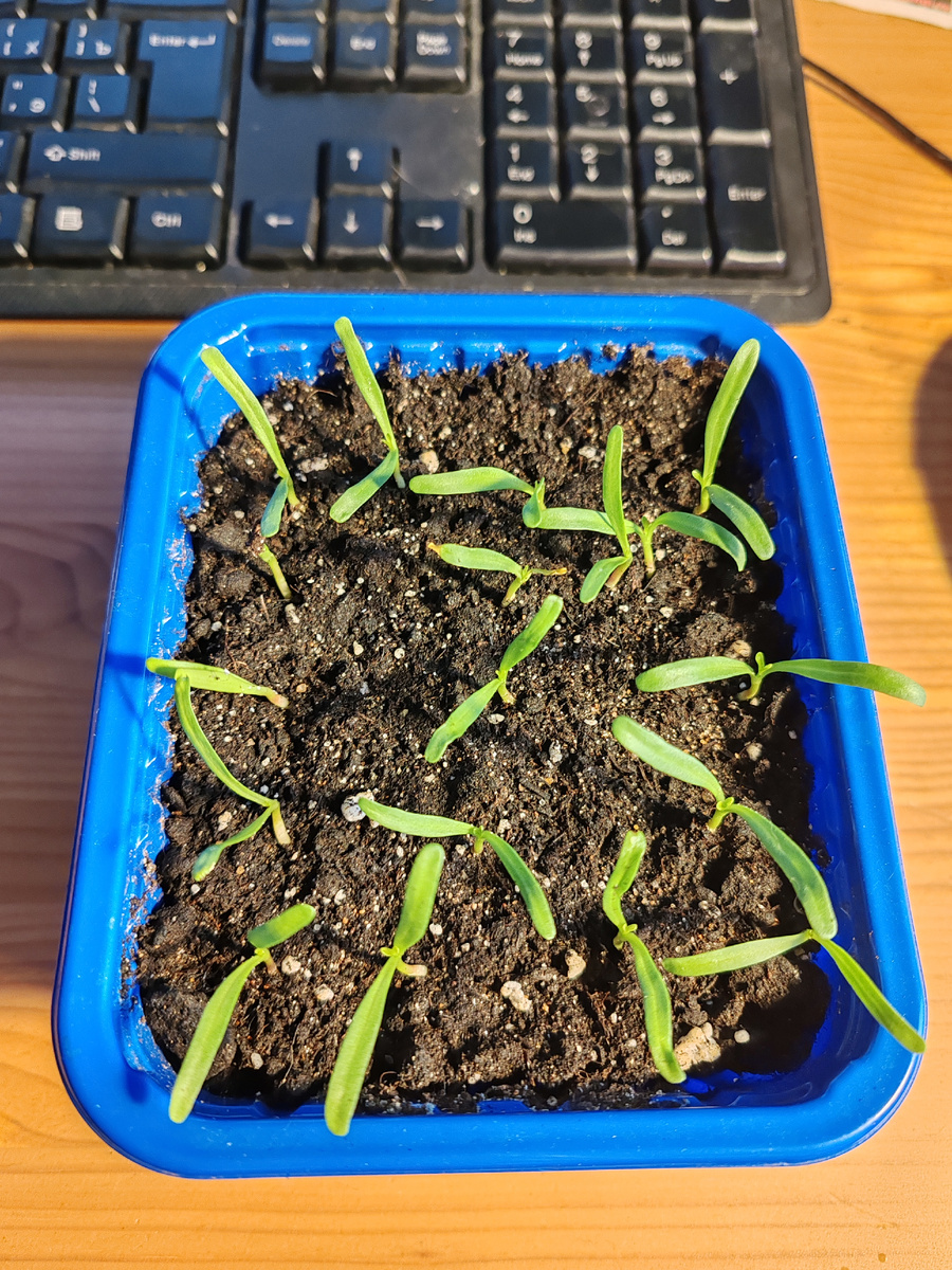 Амсония табермонтана