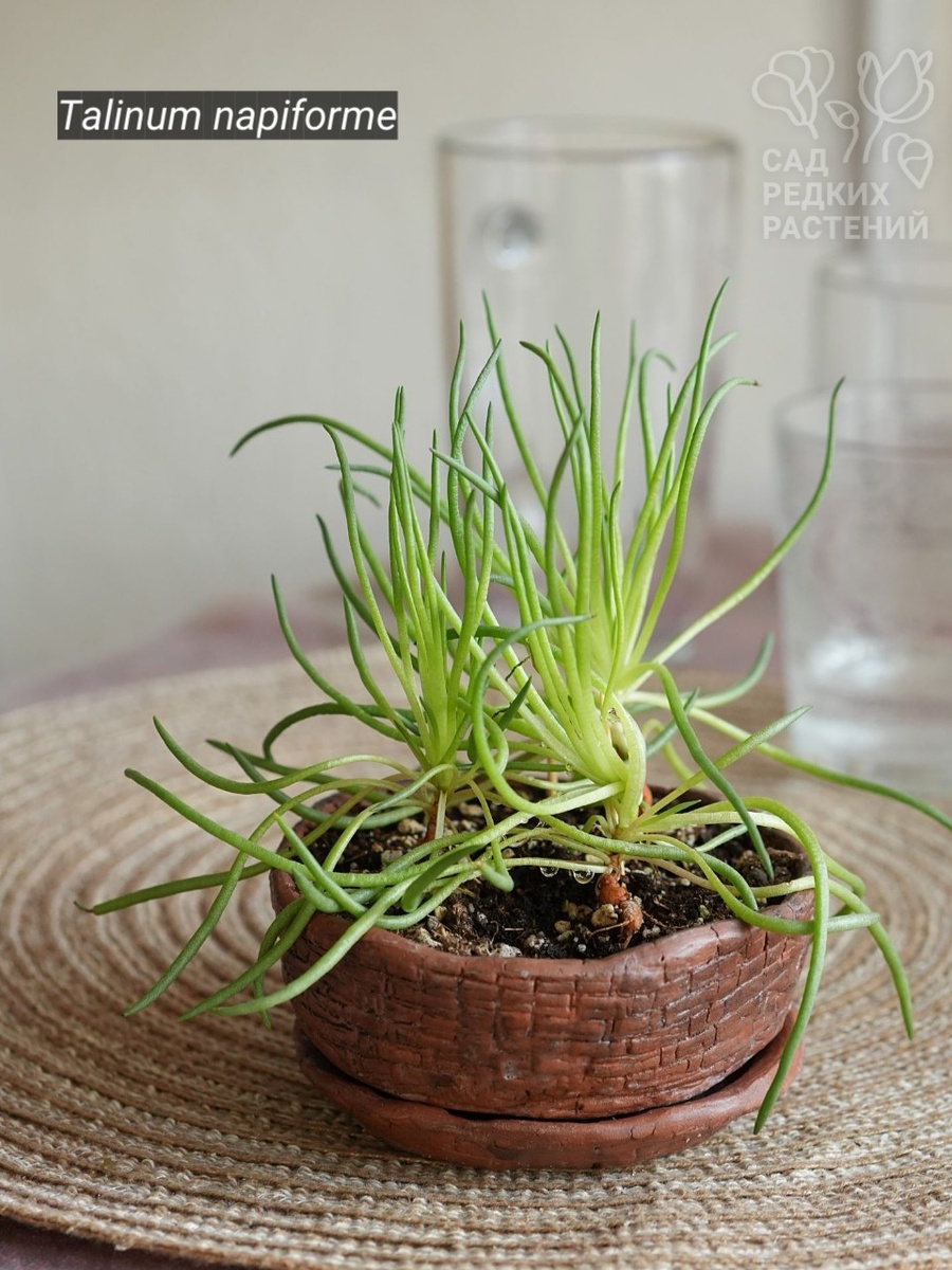 Talinum napiforme Каудексный талинум 