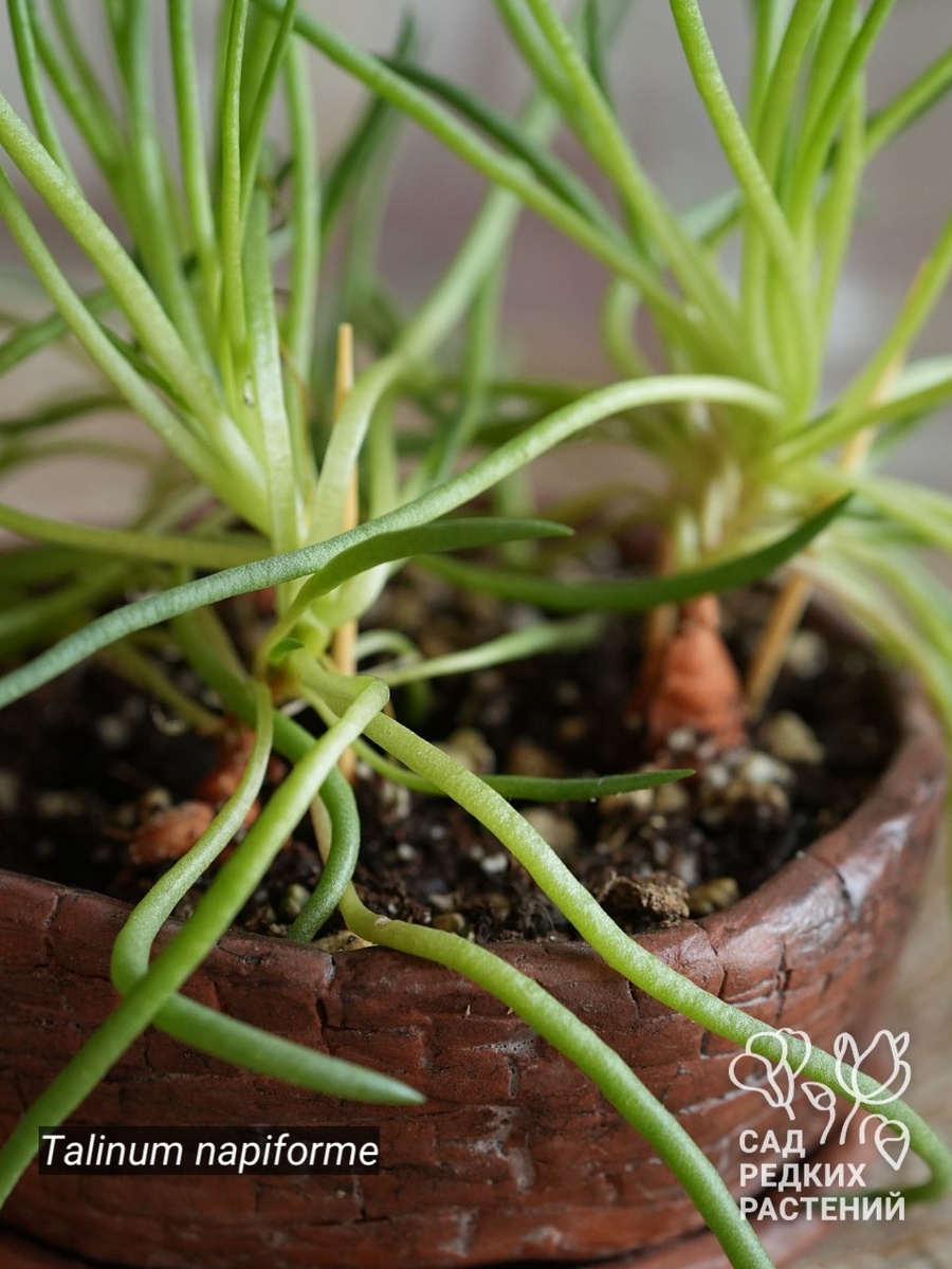 Talinum napiforme Каудексный талинум 