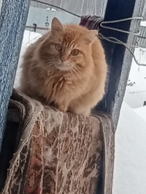 Вот какой красавец!!!