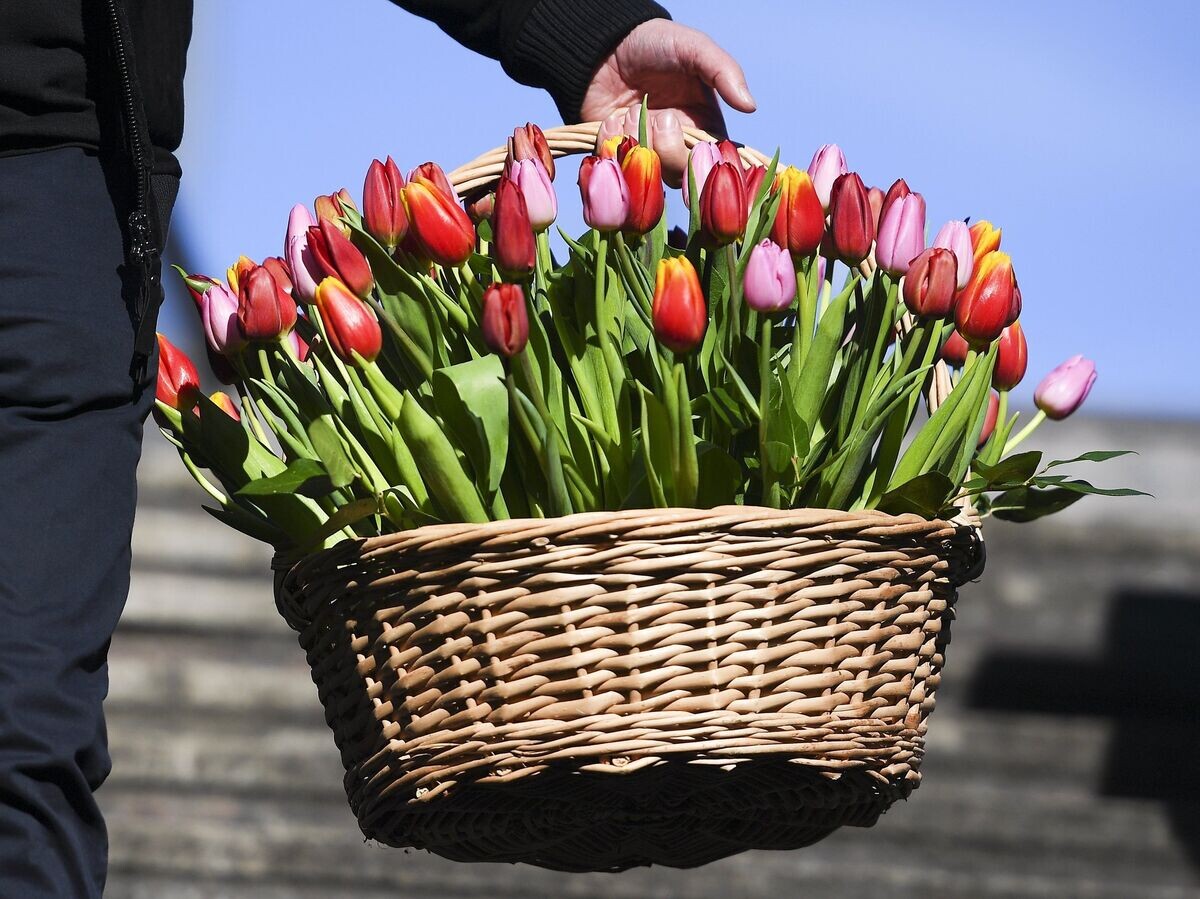    Корзина с тюльпанами в Международный женский день в Москве. 8 марта 2018 | © РИА Новости / Рамиль Ситдиков