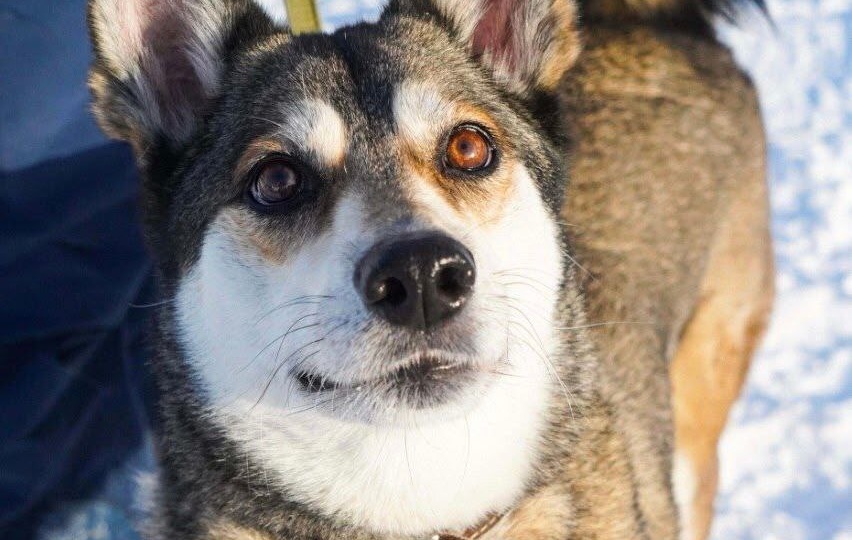 ПРОСЬБА О ПОМОЩИ