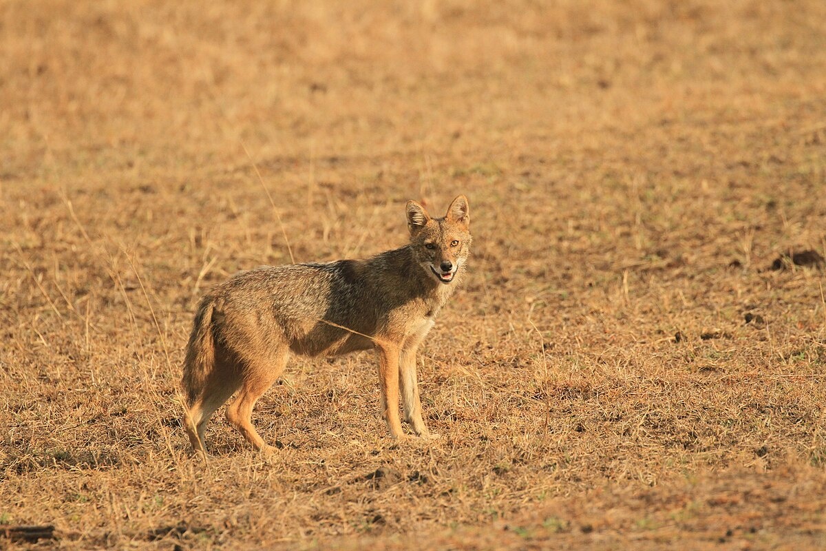 Фото с сайта: https://commons.wikimedia.org/wiki/File:Jackal_(1).jpg