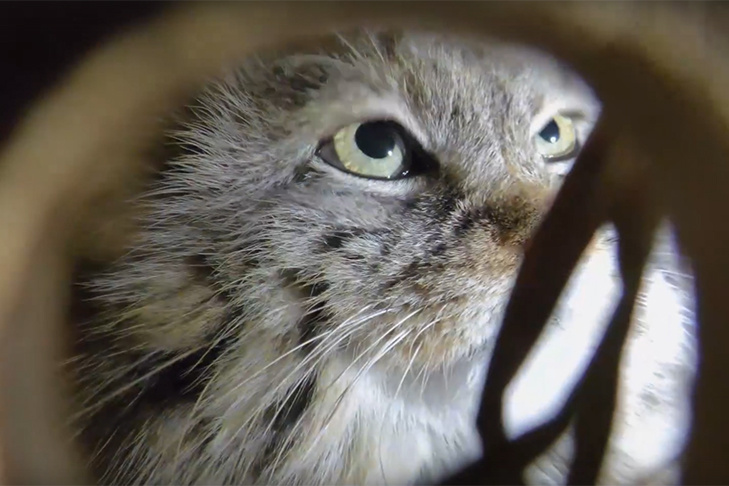    Скриншот из видео Ленинградского зоопарка