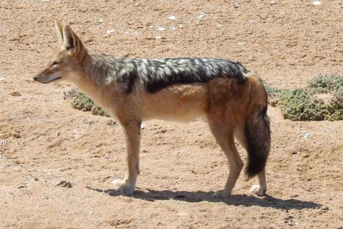 Фото с сайта: https://animalpolitico.com/tendencias/ciencia-tecnologia/lobo-terrible-que-tan-posible-es-la-desextincion