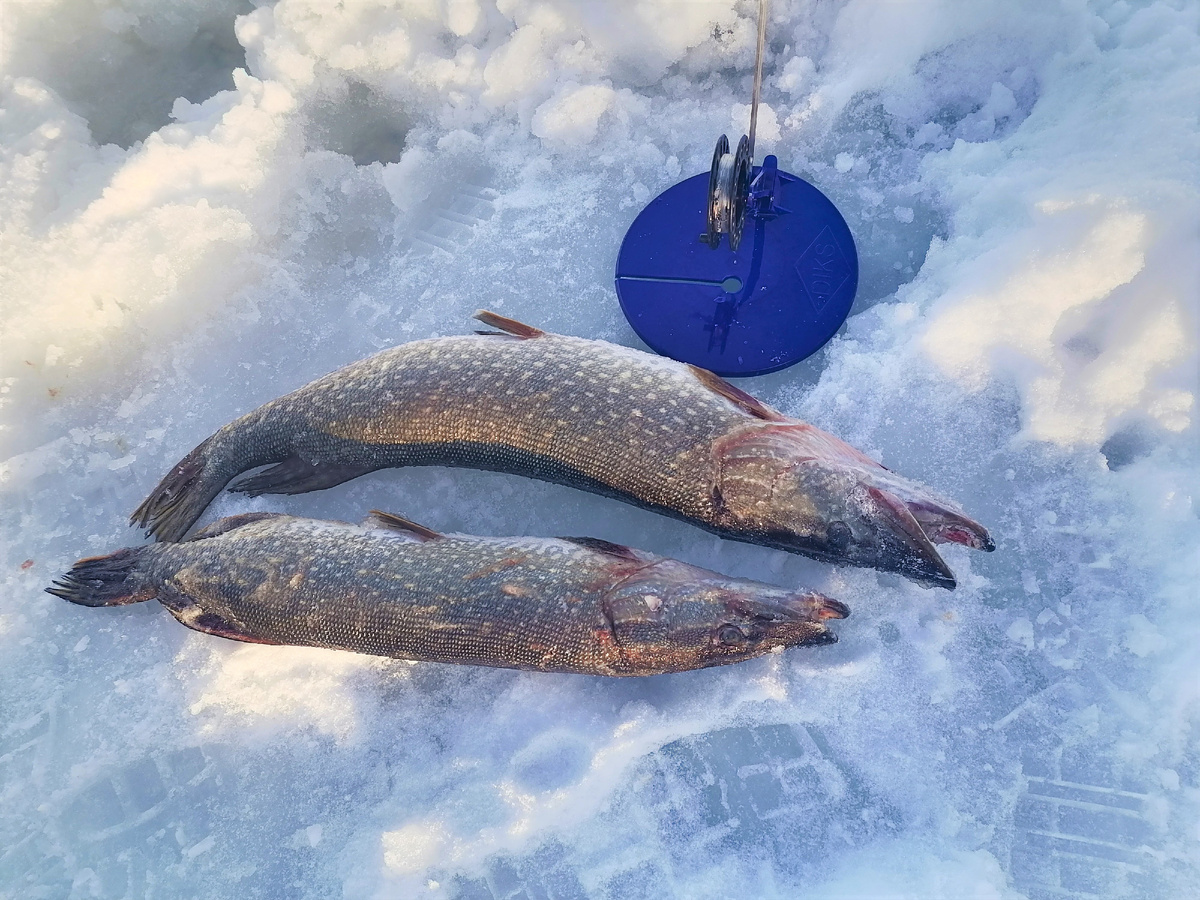 Хорошие щуки - 2 и 1,5 кг