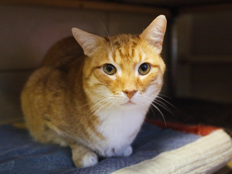   Наталия Губернаторова