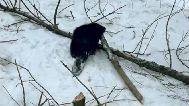 Живой бобр облюбовал для ПМЖ крутой берег Черной речки в Петербурге