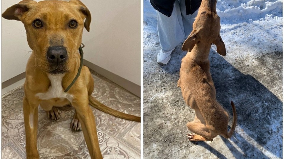 «Кожа да кости!»: в Шелехове спасли погибающую от голода собаку, теперь Нике ищут новый дом