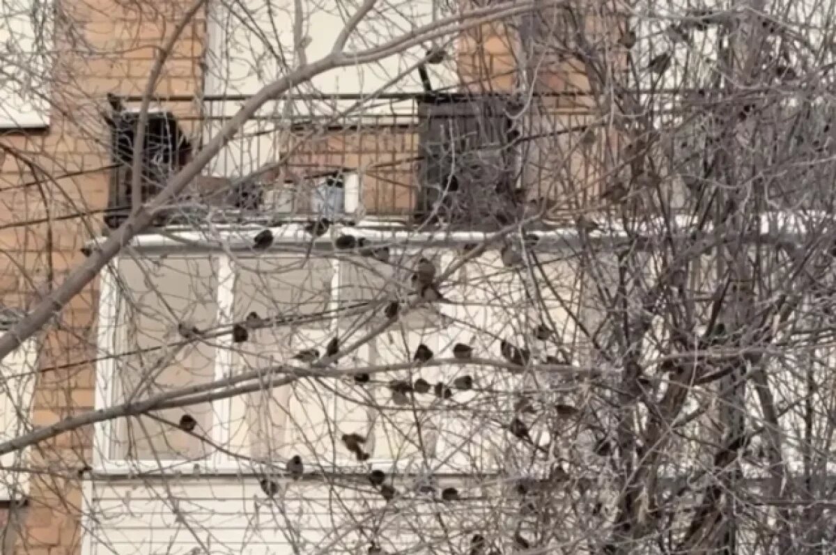    Волгоградская область вошла в топ-5 регионов в переписи воробьев